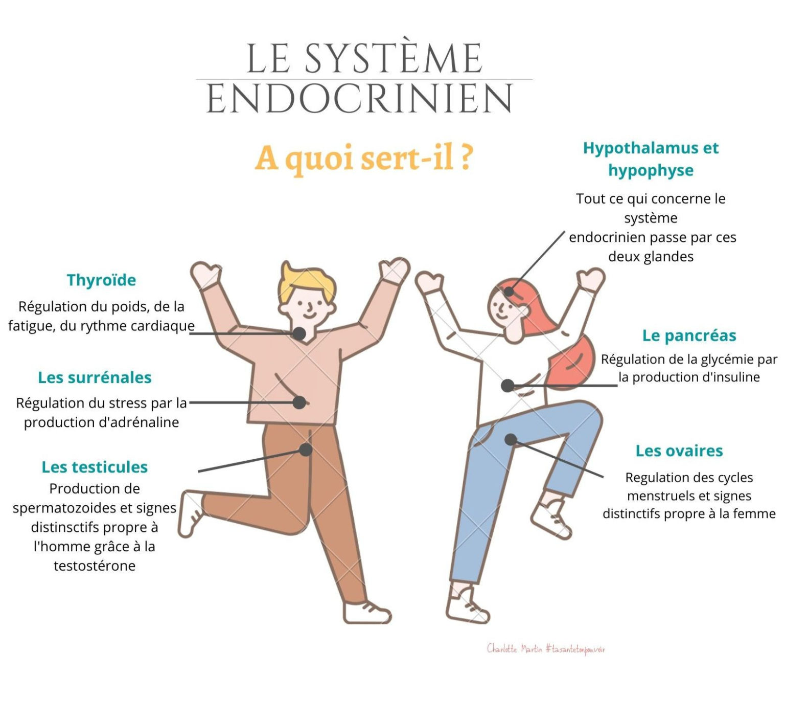 Comment éradiquer les perturbateurs endocriniens